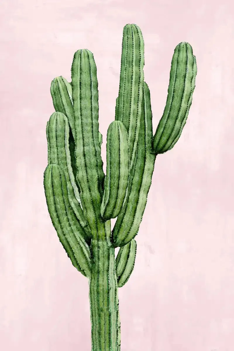 A Cactus On Pink I Wall Art