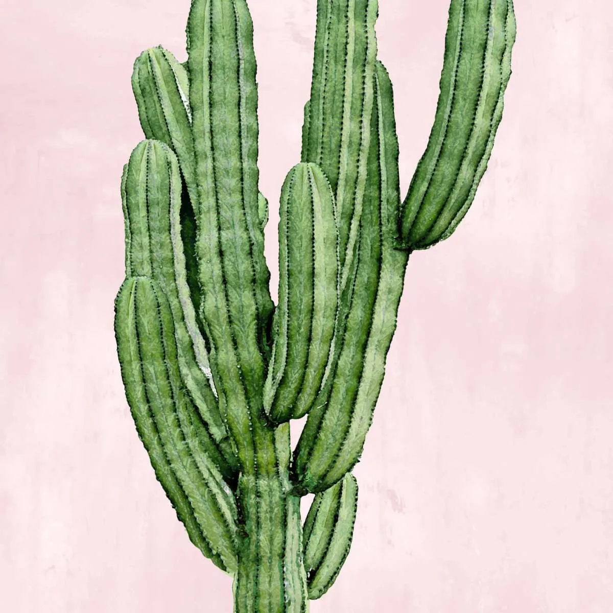 A Cactus On Pink I Wall Art