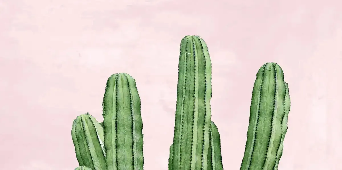 A Cactus On Pink I Wall Art