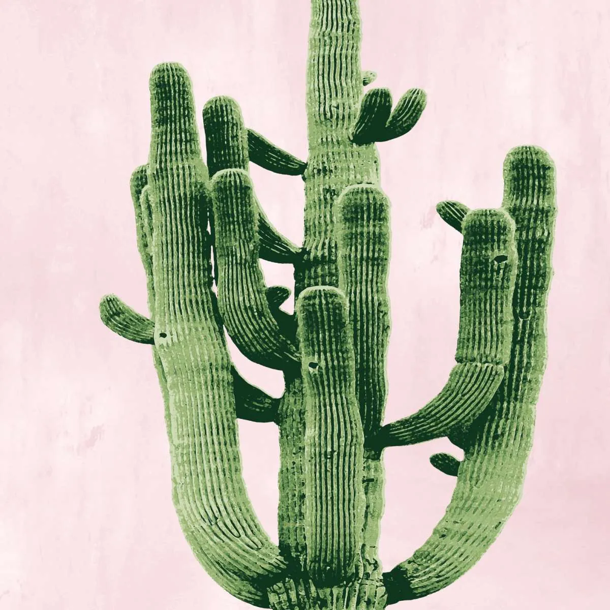 A Cactus On Pink II Wall Art