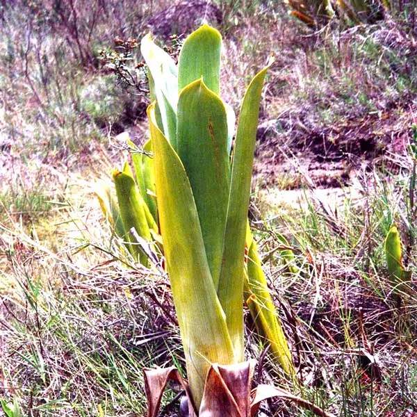 Brocchinia reducta