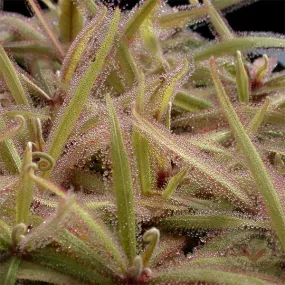 Drosera adelae