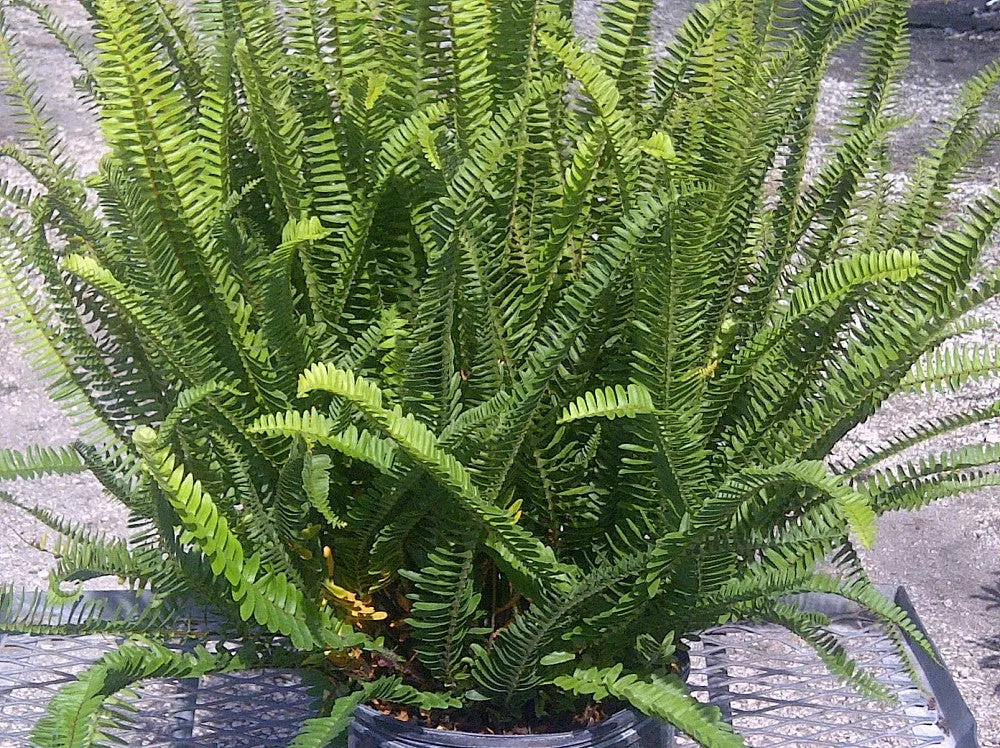 Fern Kimberly Queen Hanging Basket