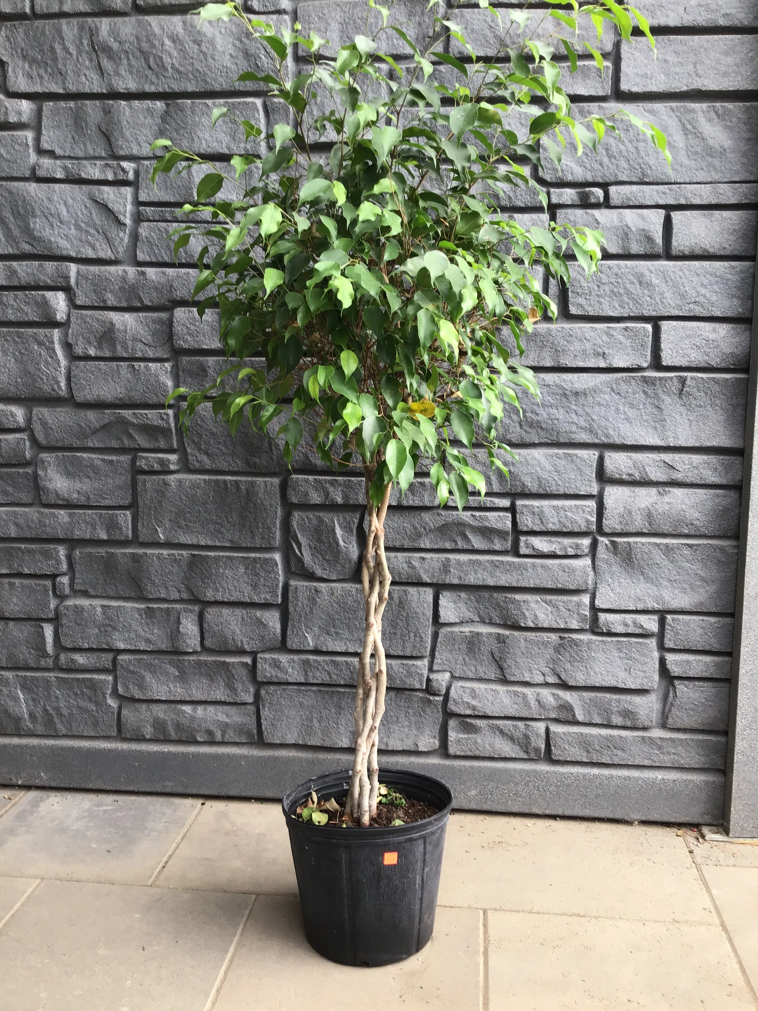 Ficus Benjamina Braid 10"