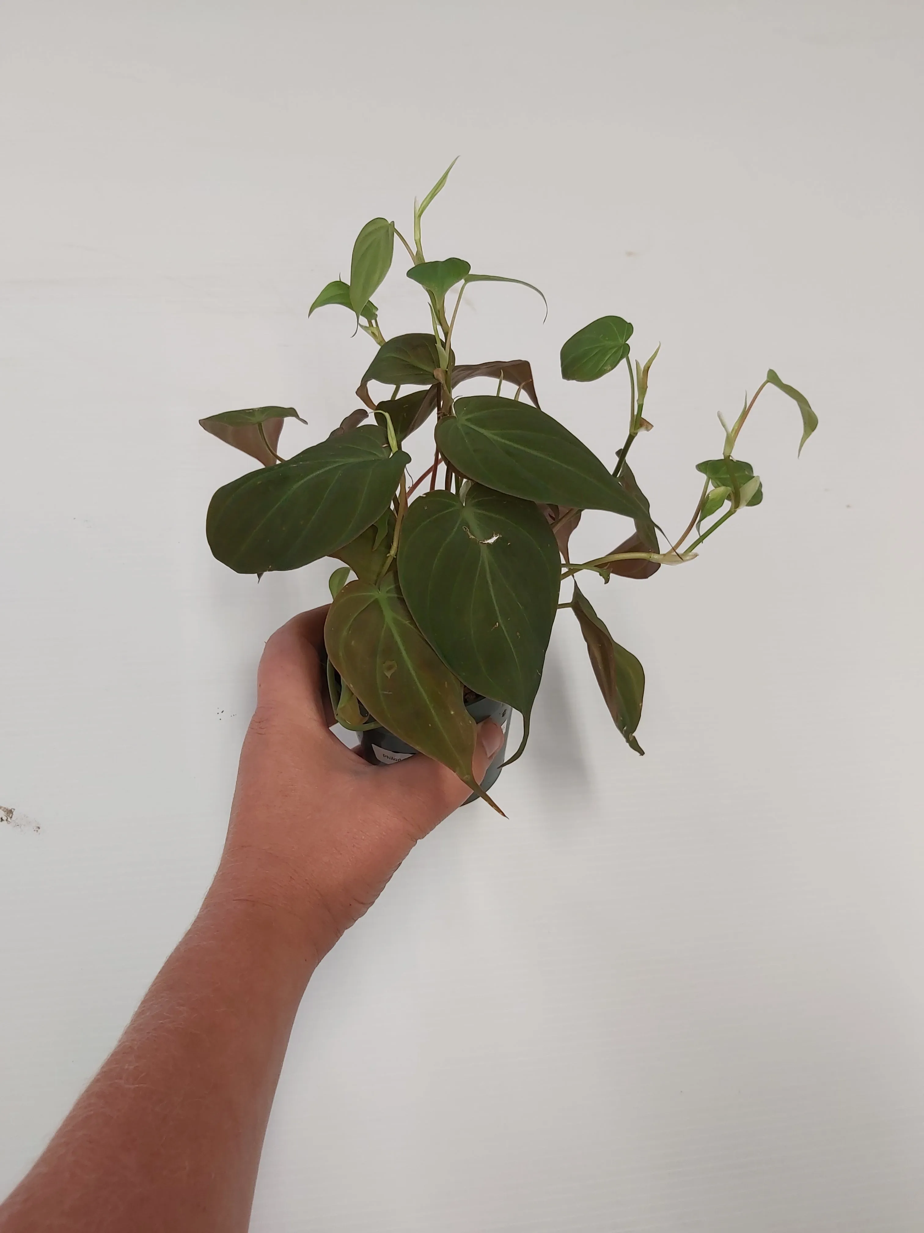 Philodendron Micans 6.5" Hanging Basket