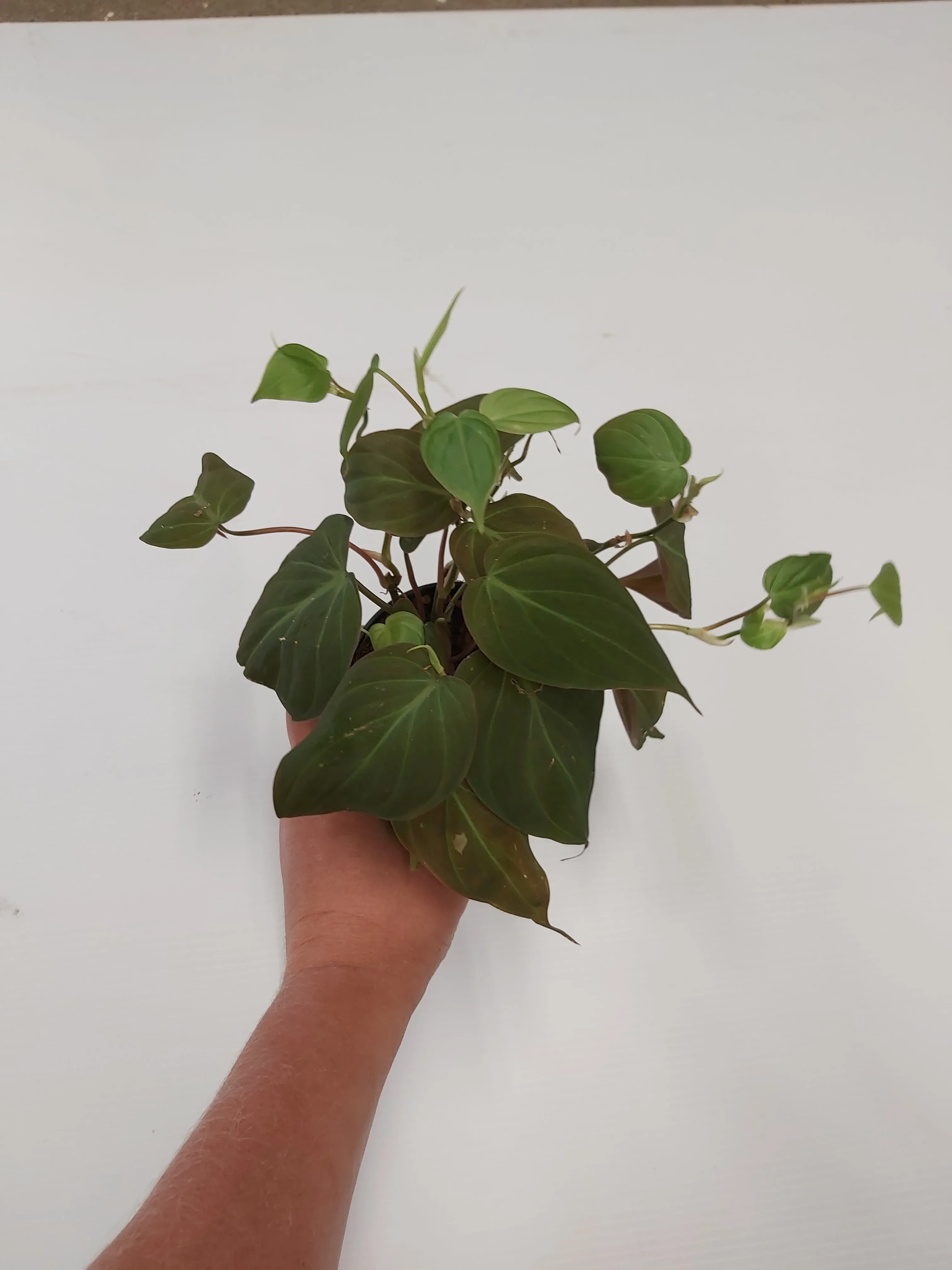 Philodendron Micans 6.5" Hanging Basket