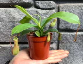 Pitcher Plant: Nepenthes Asian